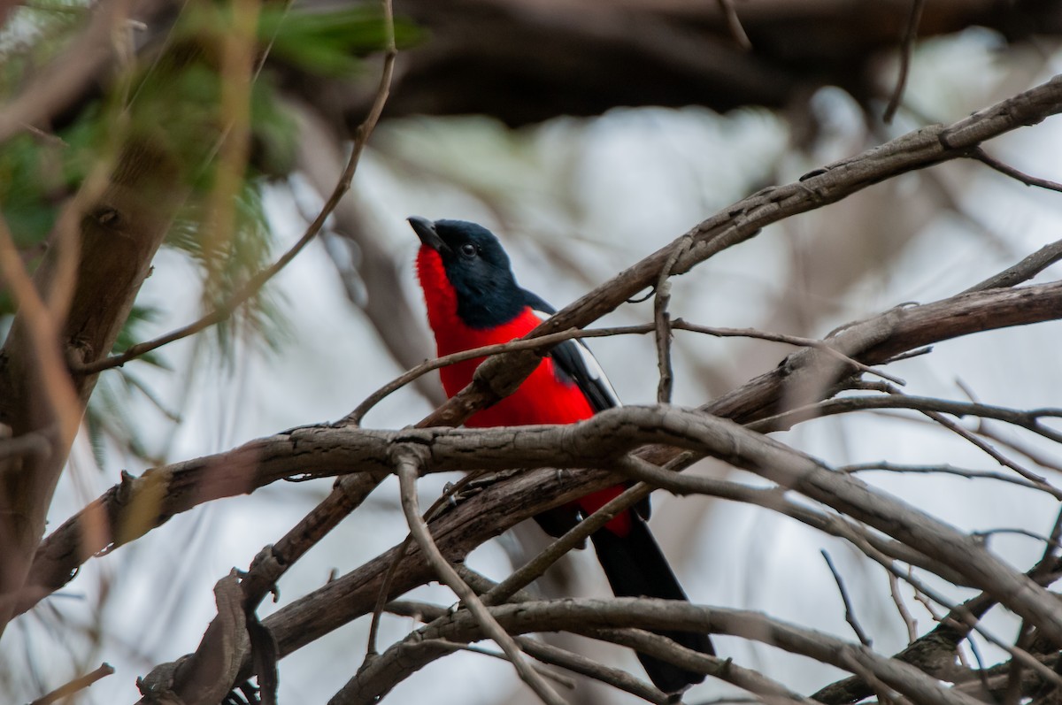 Crimson-breasted Gonolek - ML610447446