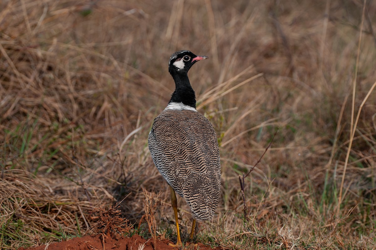 White-quilled Bustard - ML610447472