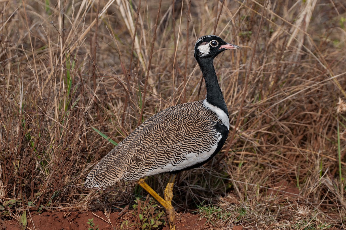 White-quilled Bustard - Dominic More O’Ferrall