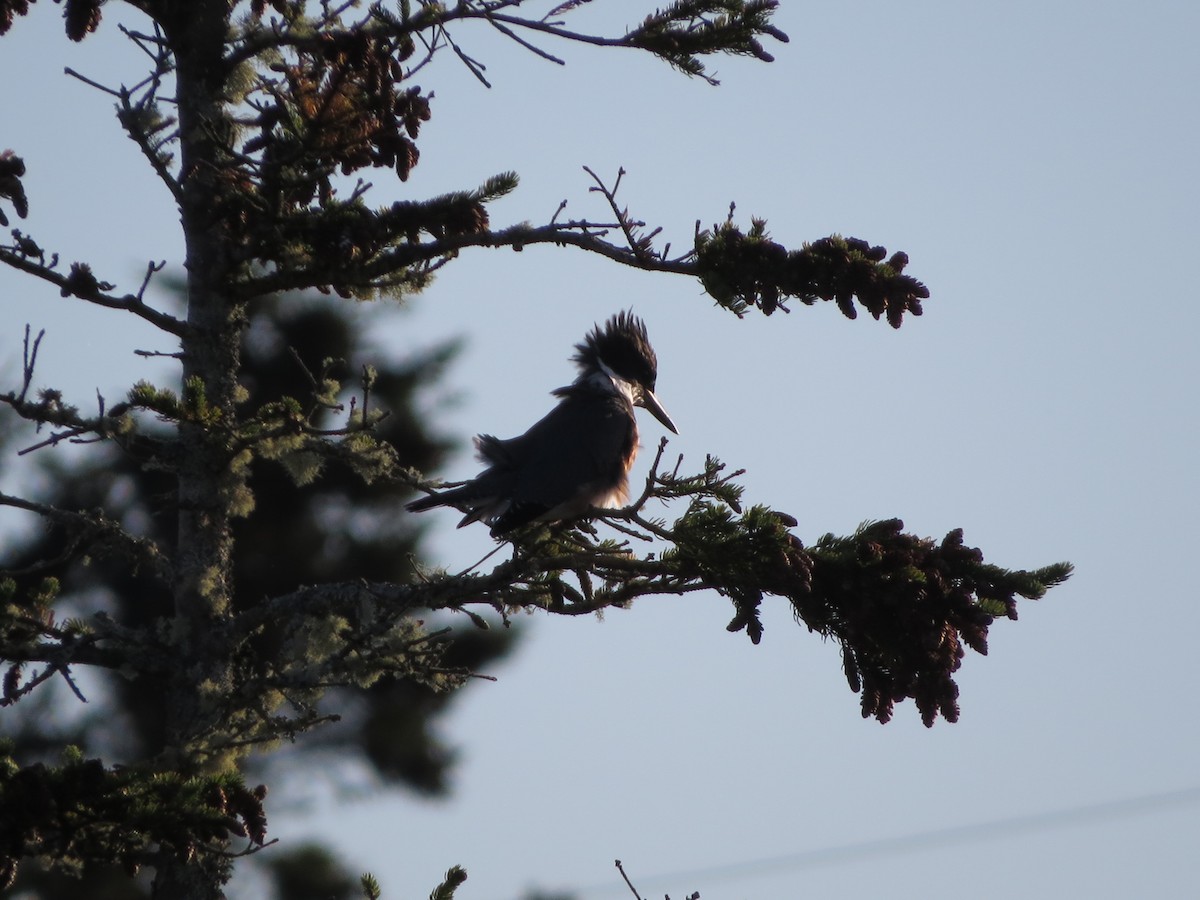Belted Kingfisher - ML610447500