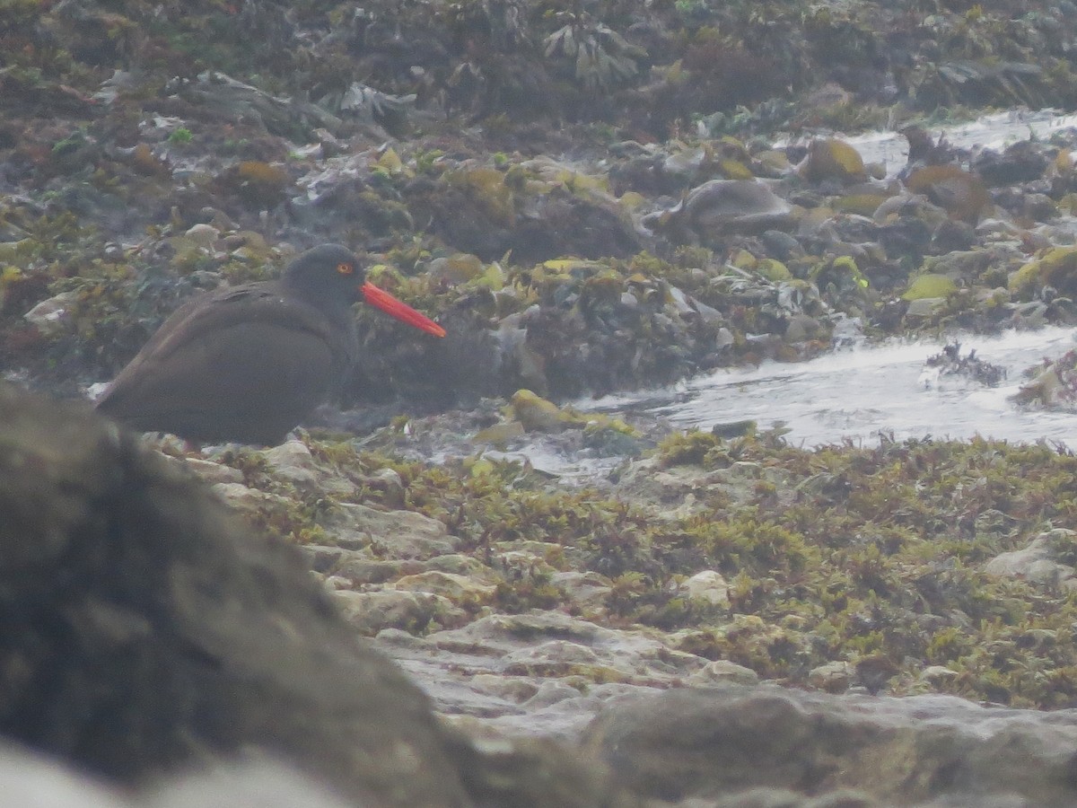 Black Oystercatcher - ML610447531