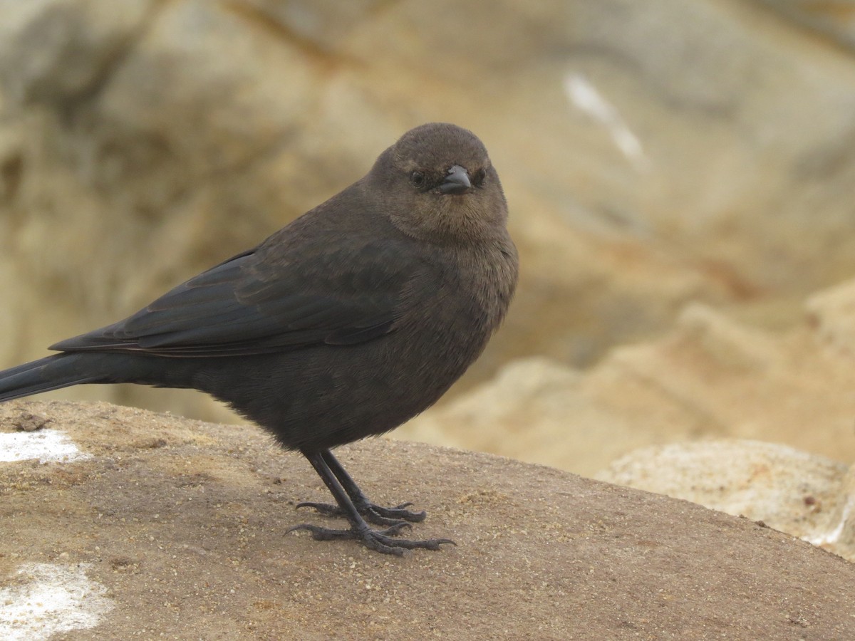 Brewer's Blackbird - ML610447563