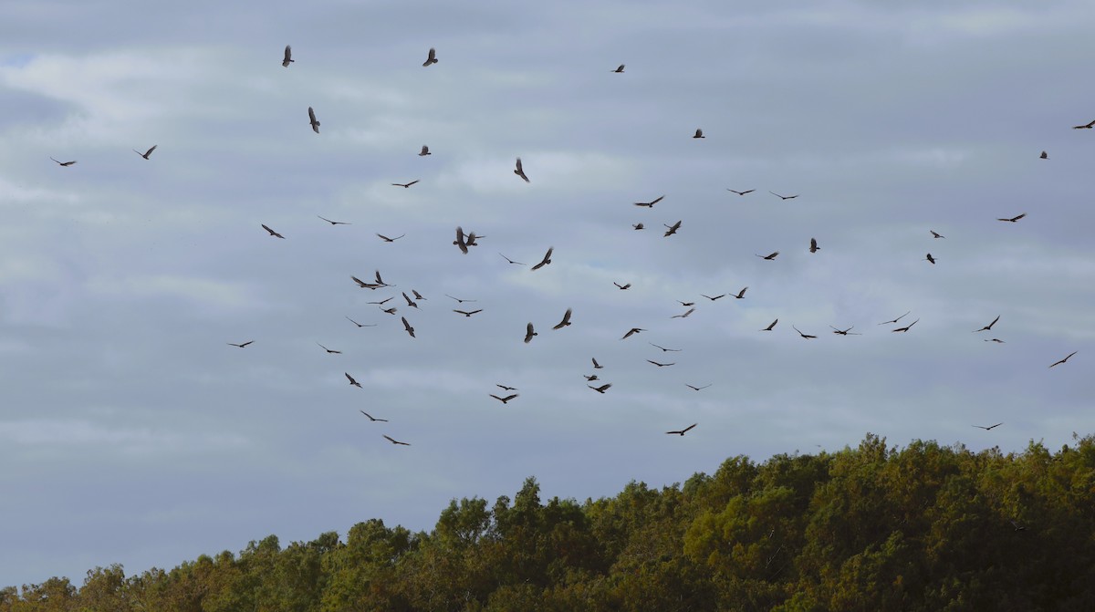 new world vulture sp. - ML610447569