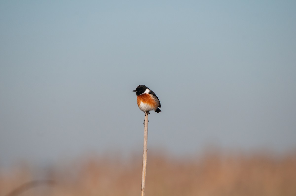 African Stonechat - Dominic More O’Ferrall