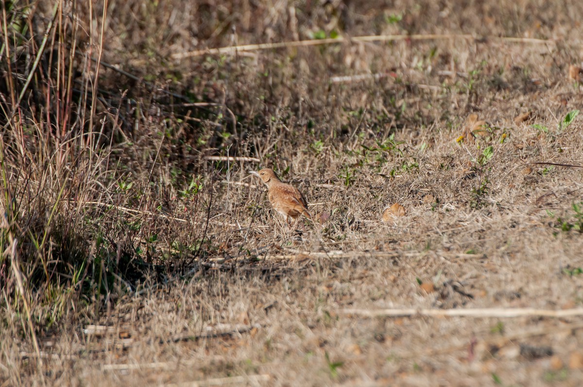 Transvaal Toygarı - ML610447670