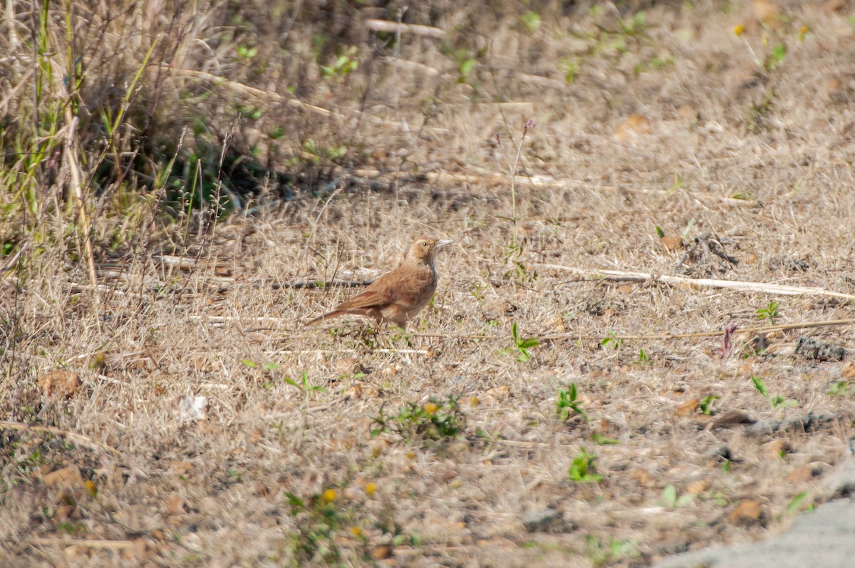 Transvaal Toygarı - ML610447671