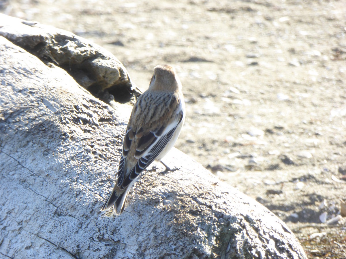Snow Bunting - ML610447680