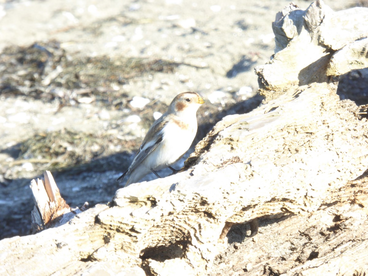 Snow Bunting - ML610447704