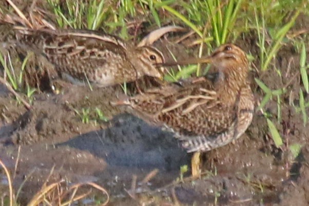 Pantanal Snipe - ML610447718