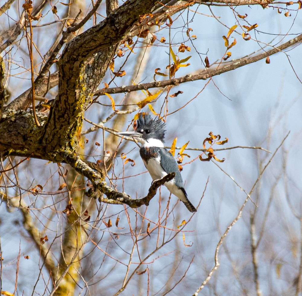 Belted Kingfisher - Estela Quintero-Weldon