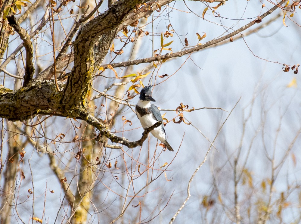 Belted Kingfisher - Estela Quintero-Weldon