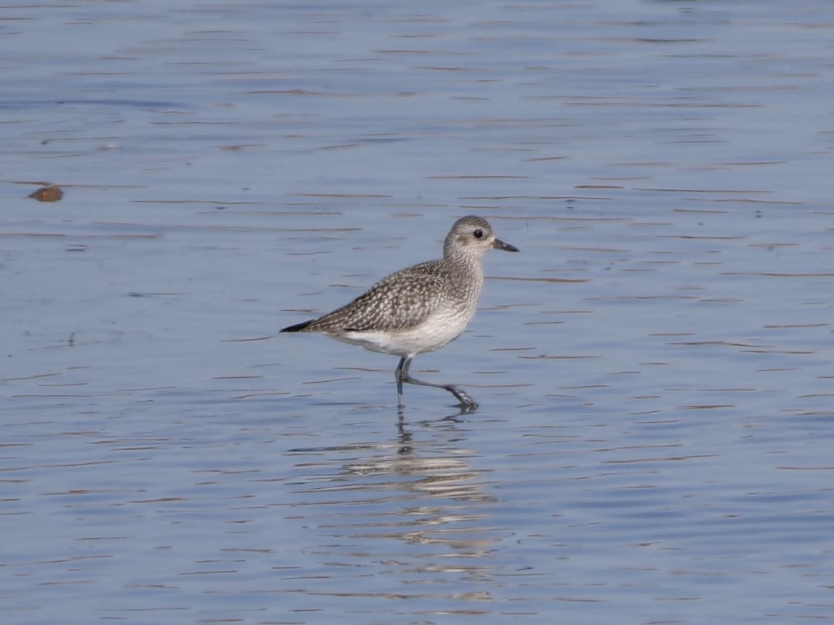 Black-bellied Plover - ML610447759