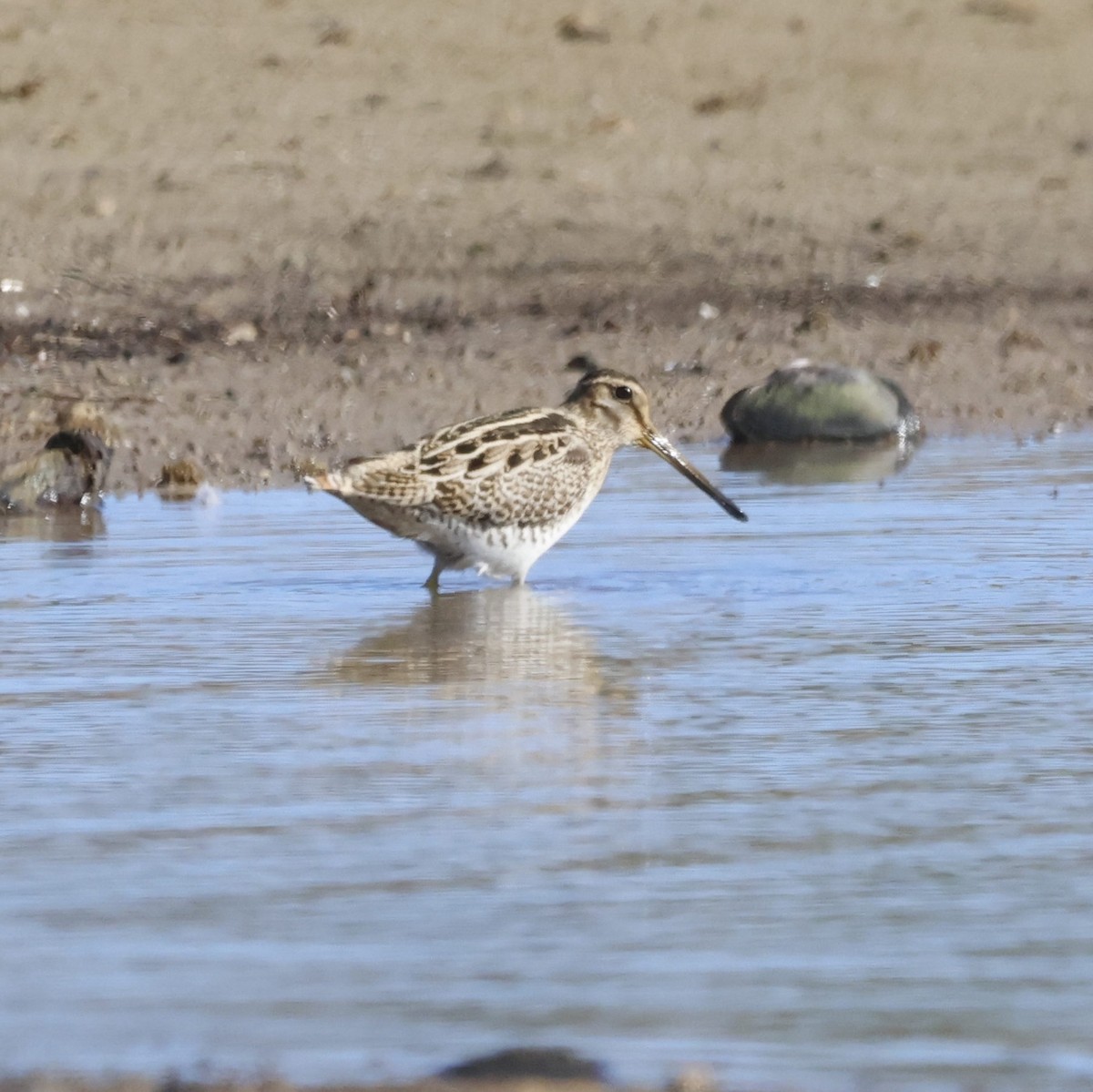 Latham's Snipe - ML610447828