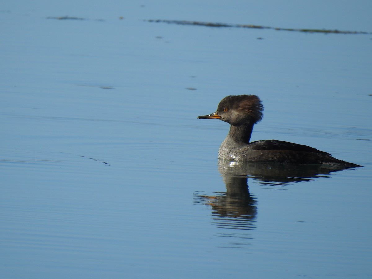 Hooded Merganser - ML610447884