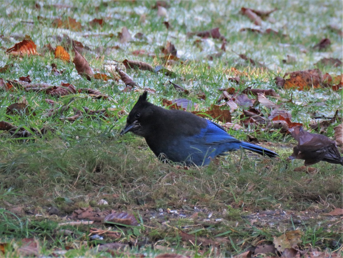 Steller's Jay - ML610447997