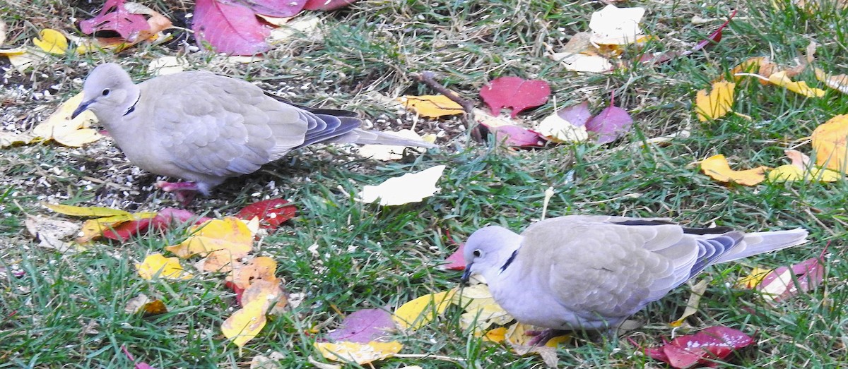 tyrkerdue - ML610448101