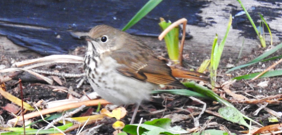 Hermit Thrush - ML610448135