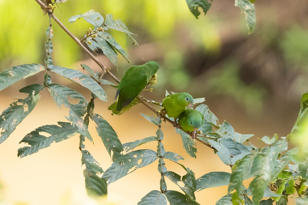 Amazonian Parrotlet - ML610448222