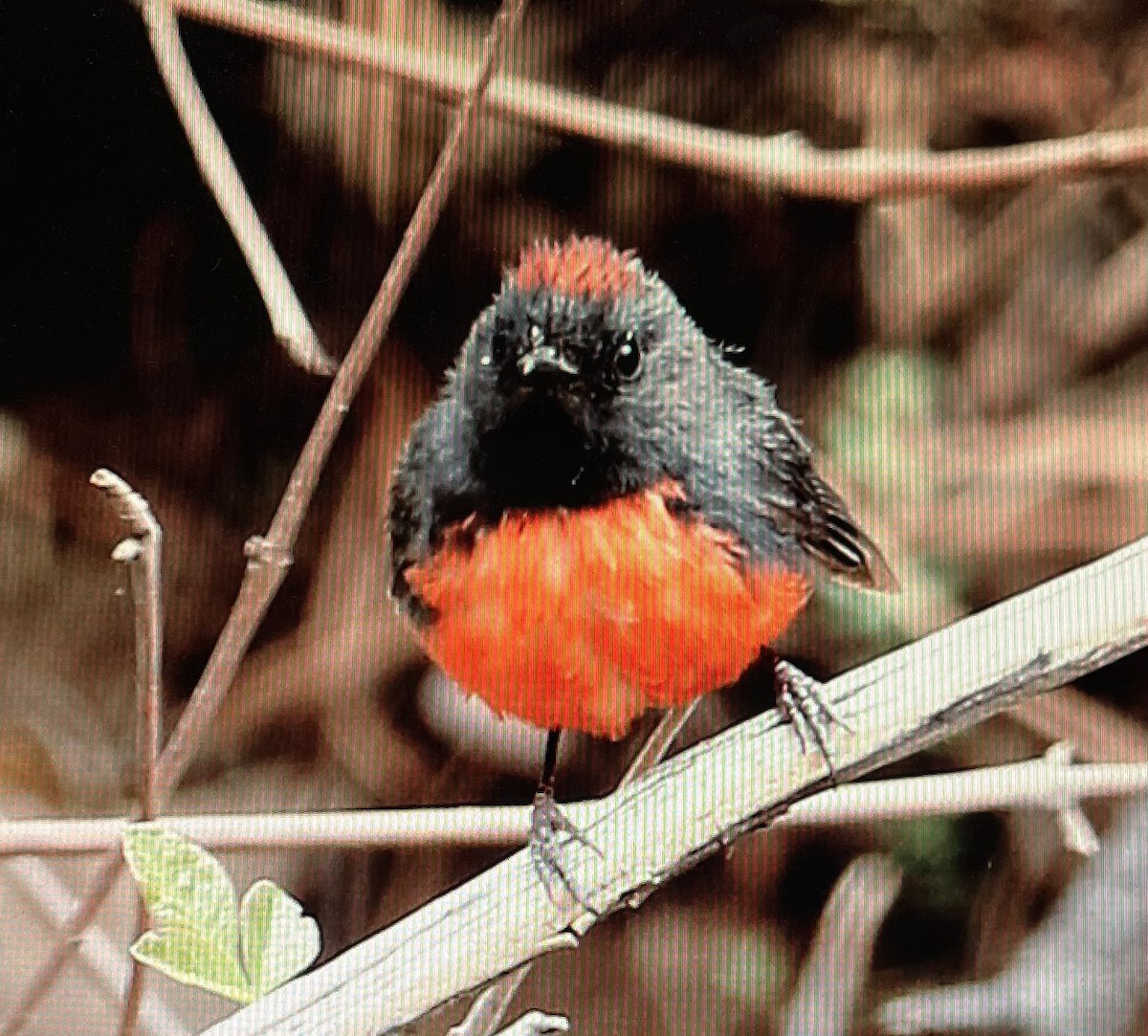 Slate-throated Redstart - Pierre Howard