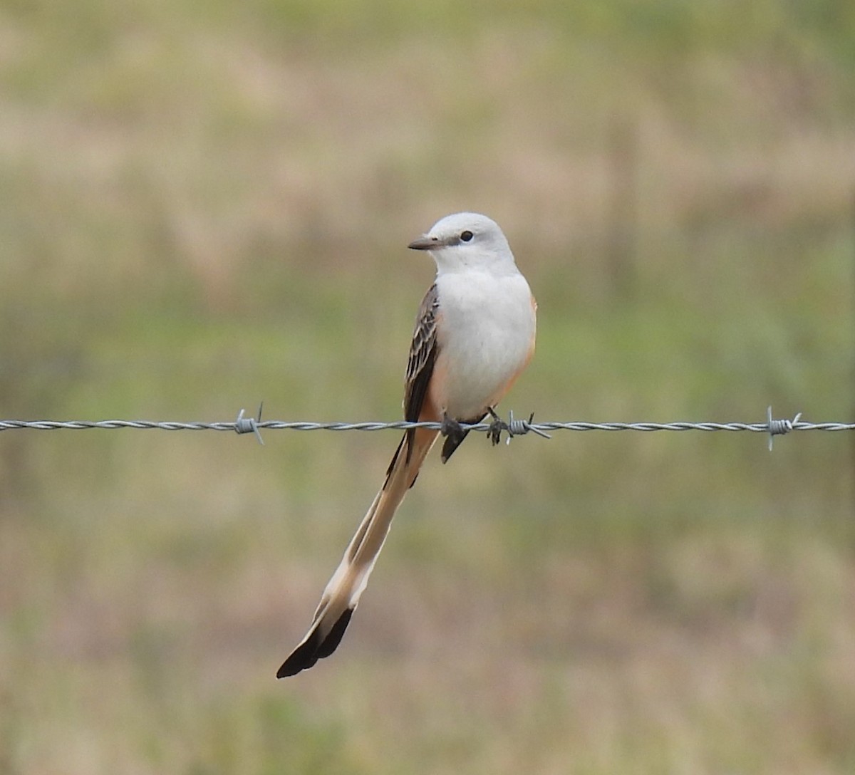 Scissor-tailed Flycatcher - ML610448284