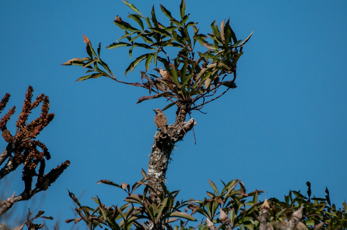 Rufous-necked Wryneck - ML610448292