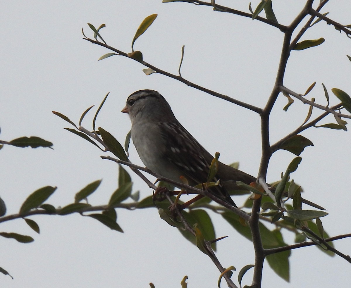 White-crowned Sparrow - Shelia Hargis