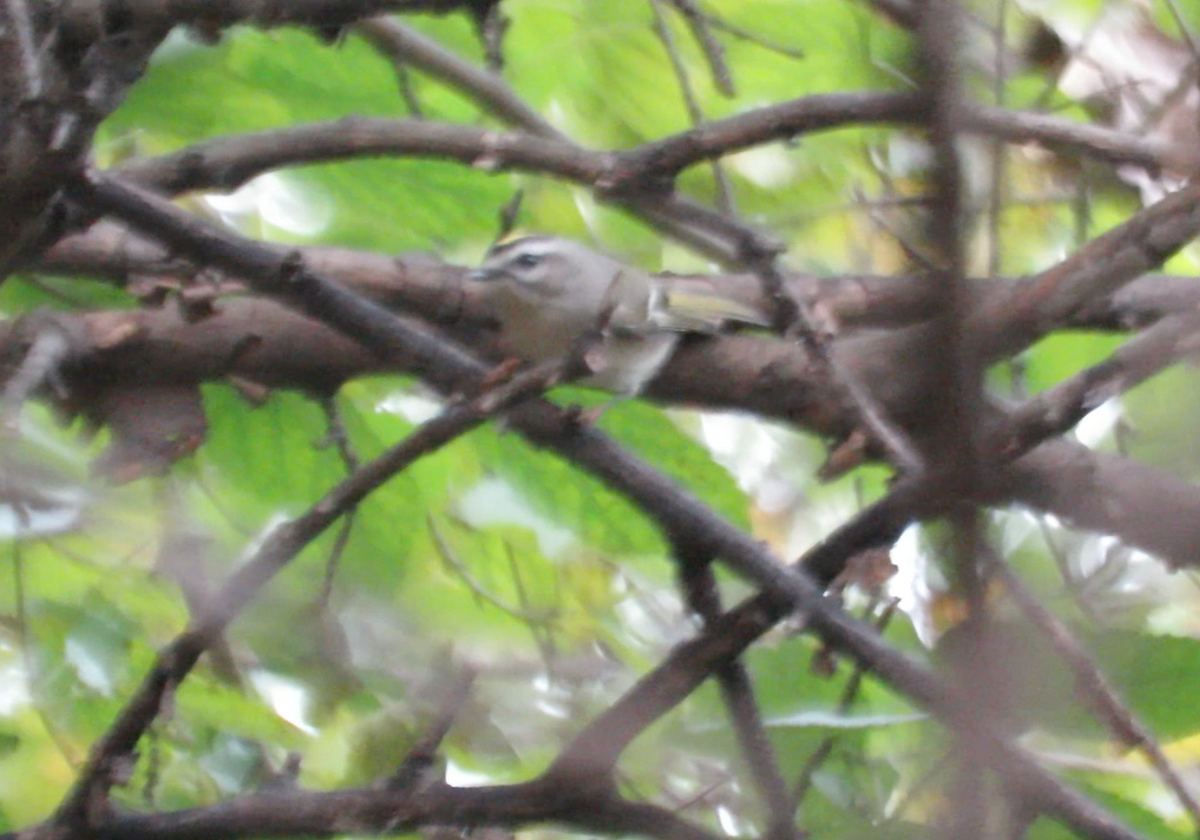 Golden-crowned Kinglet - ML610448317