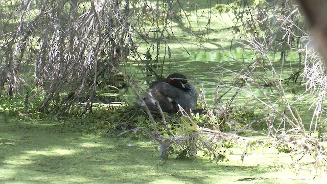 Australasian Grebe - ML610448358