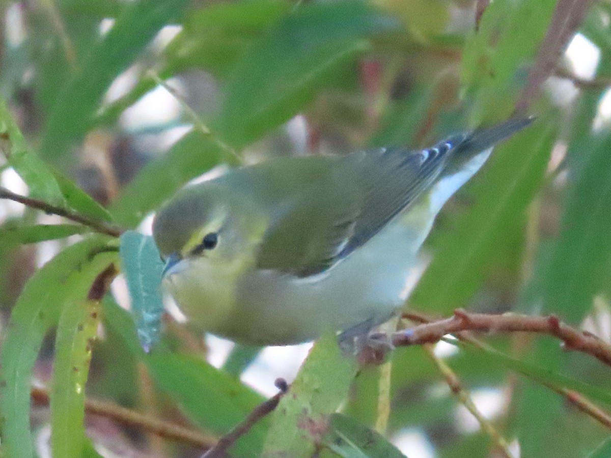 Tennessee Warbler - ML610448404