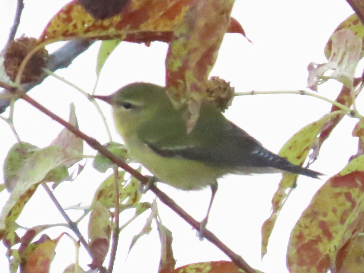 Tennessee Warbler - ML610448406