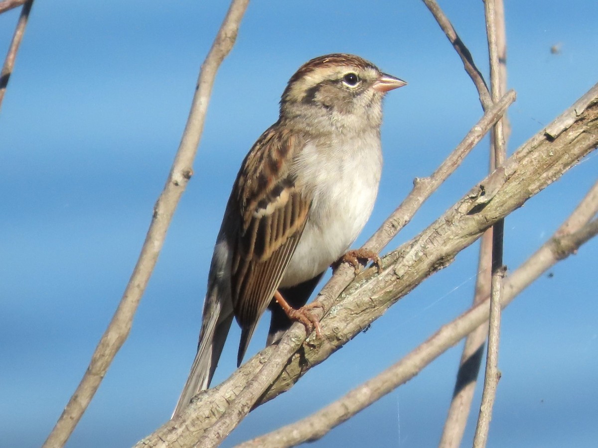 Chipping Sparrow - ML610448437