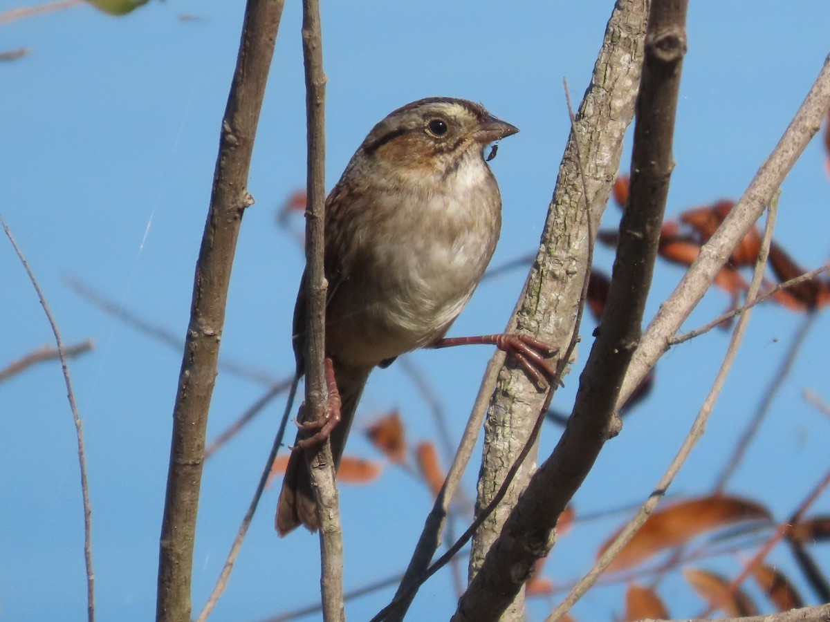 Swamp Sparrow - ML610448452