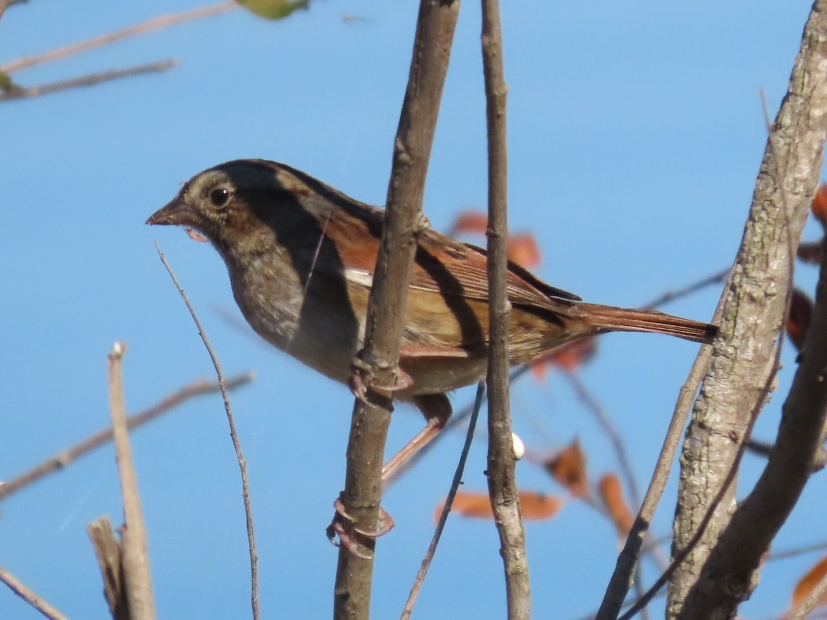 Swamp Sparrow - ML610448453