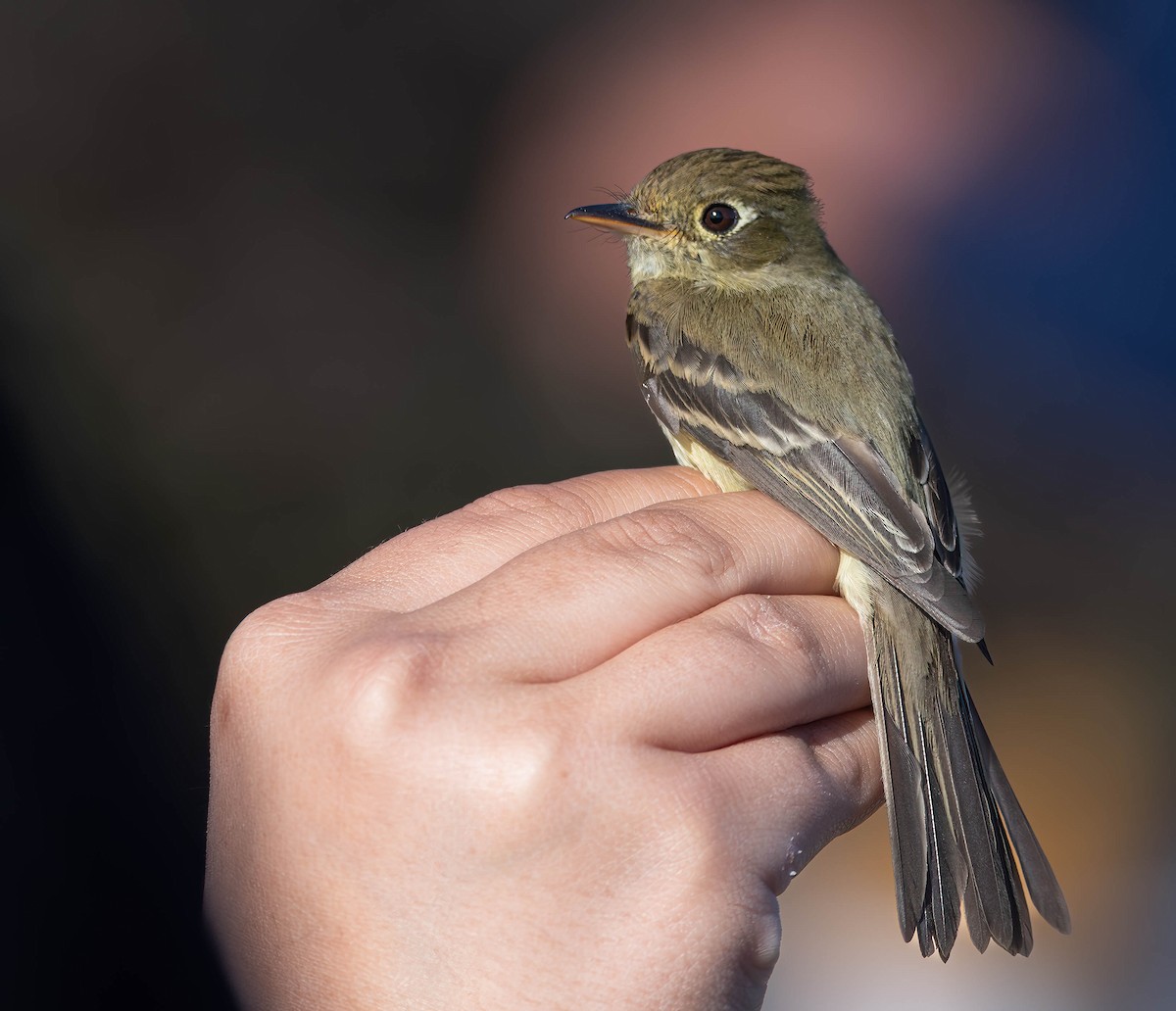 Western Flycatcher (Pacific-slope) - ML610448529