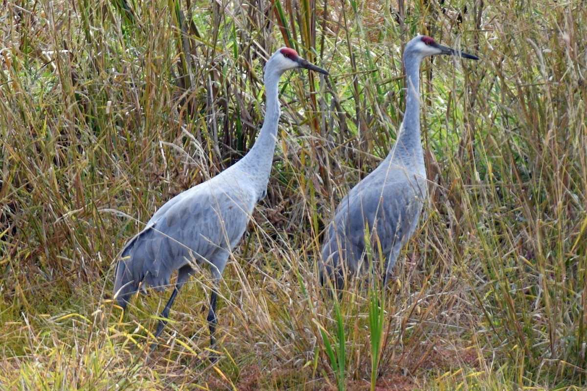 Grulla Canadiense - ML610448557