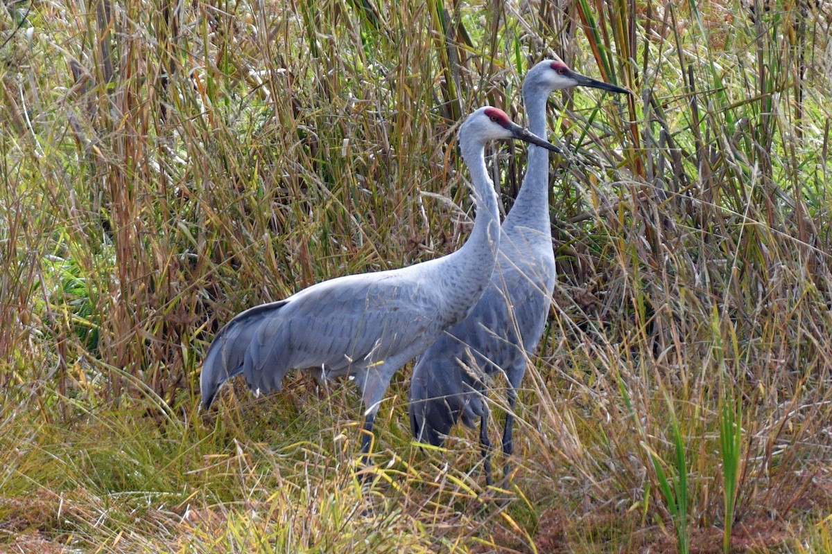 Grulla Canadiense - ML610448558