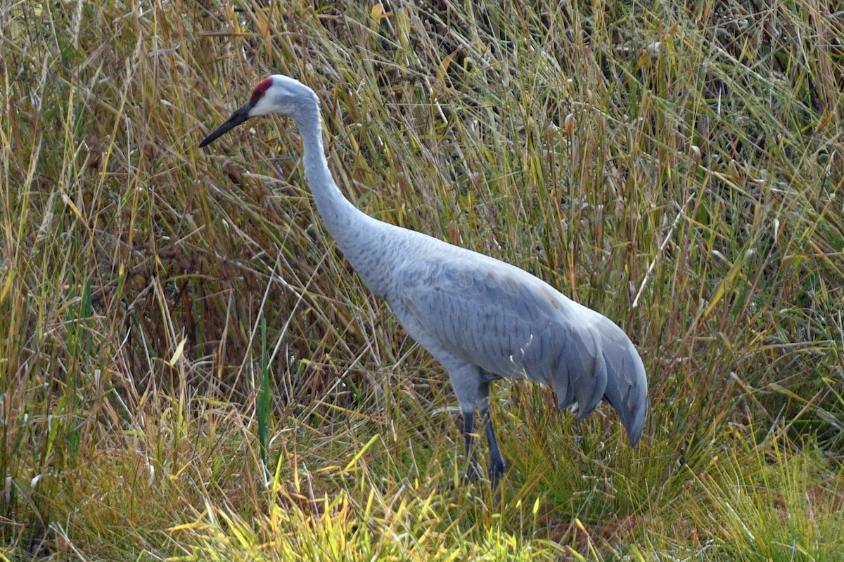 Sandhill Crane - ML610448559