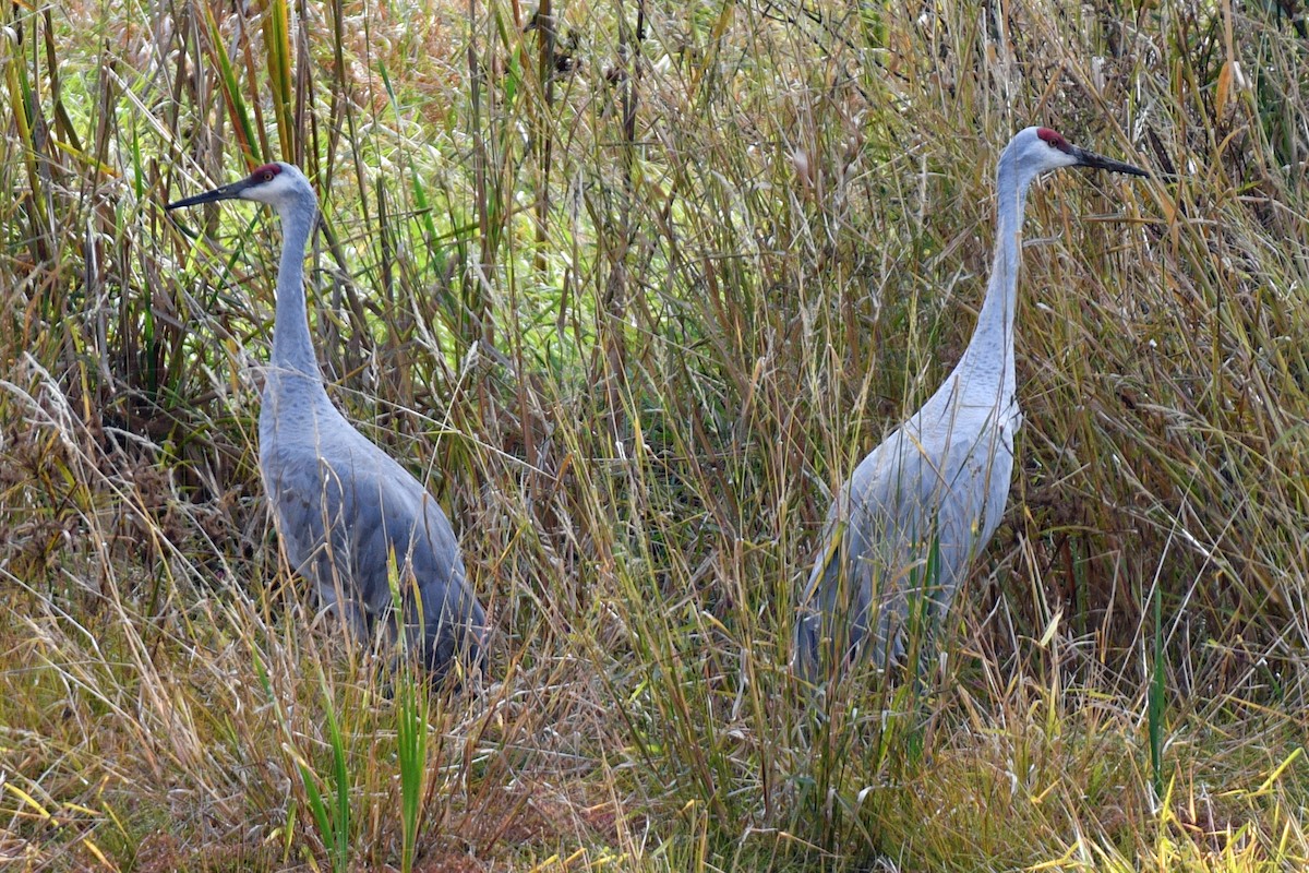 Sandhill Crane - ML610448560