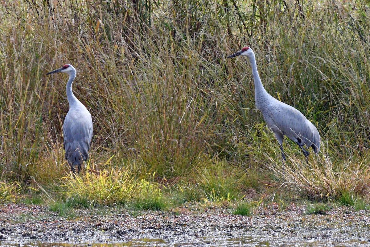 Sandhill Crane - ML610448561