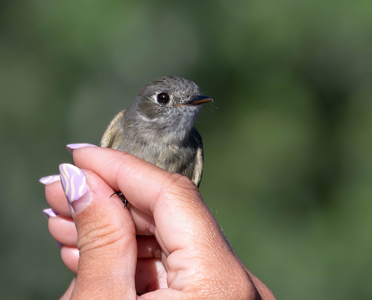 Dusky Flycatcher - ML610448568