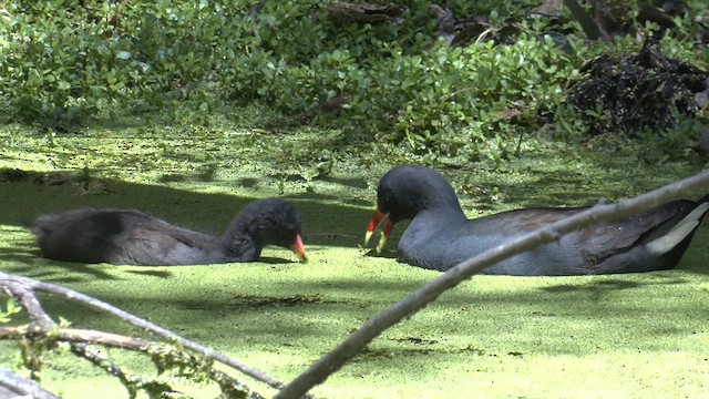 Gallinule sombre - ML610448602