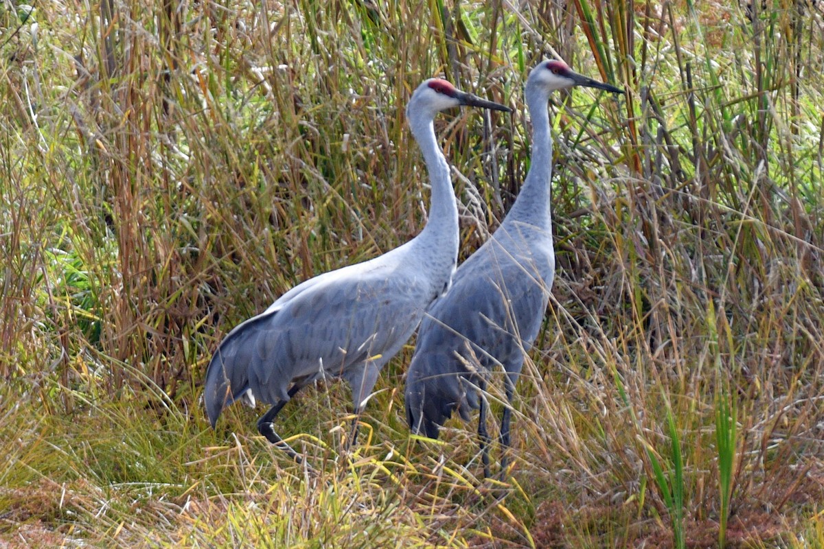 Sandhill Crane - Jim Ivett