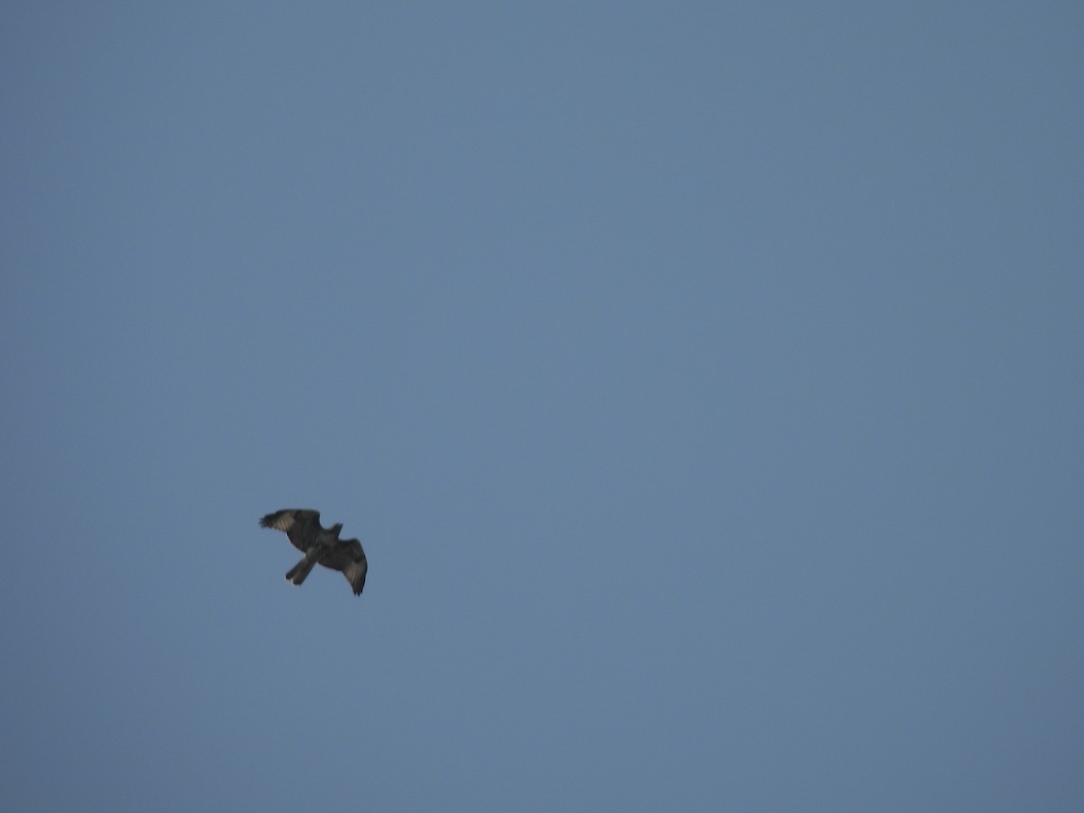 Red-tailed Hawk - ML610448629