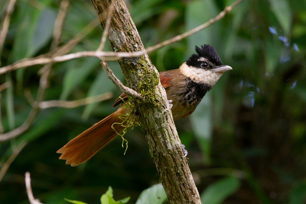 White-bearded Antshrike - ML610448690