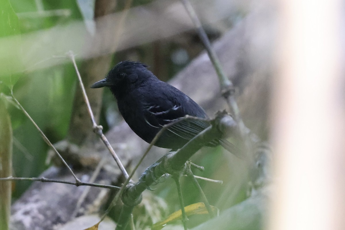 White-lined Antbird - ML610448749