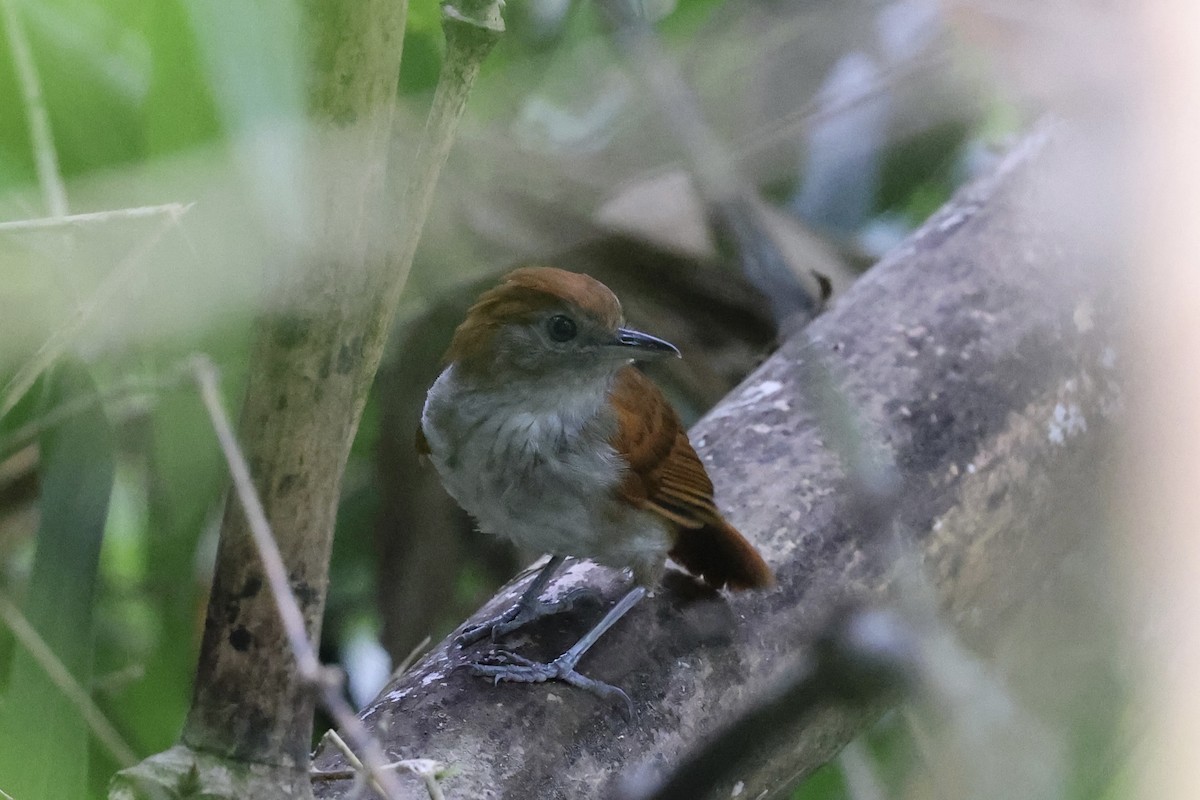 White-lined Antbird - ML610448750