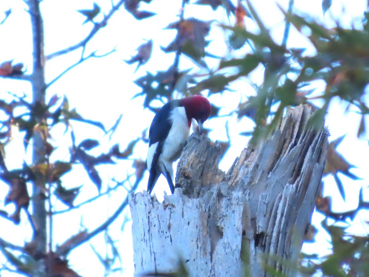 Red-headed Woodpecker - ML610448767