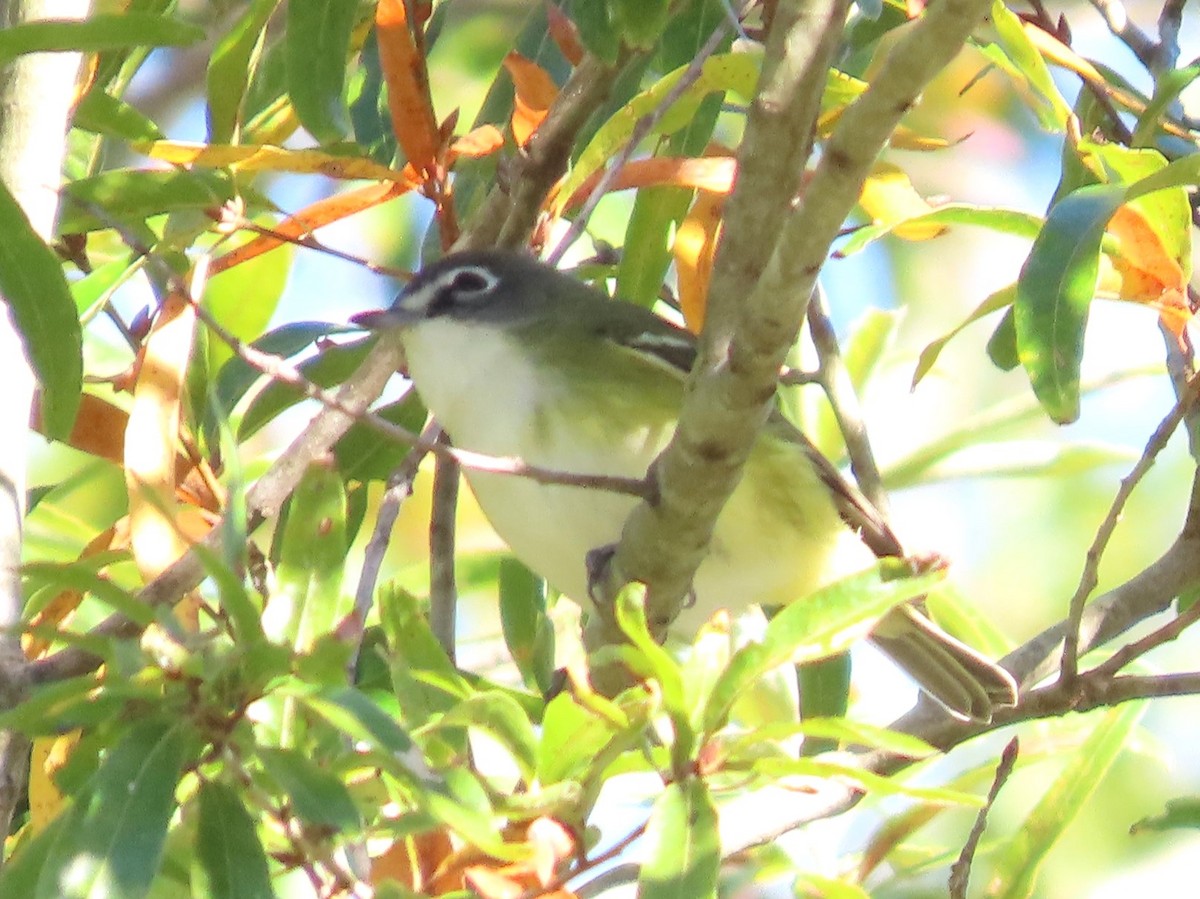 Blue-headed Vireo - ML610448780