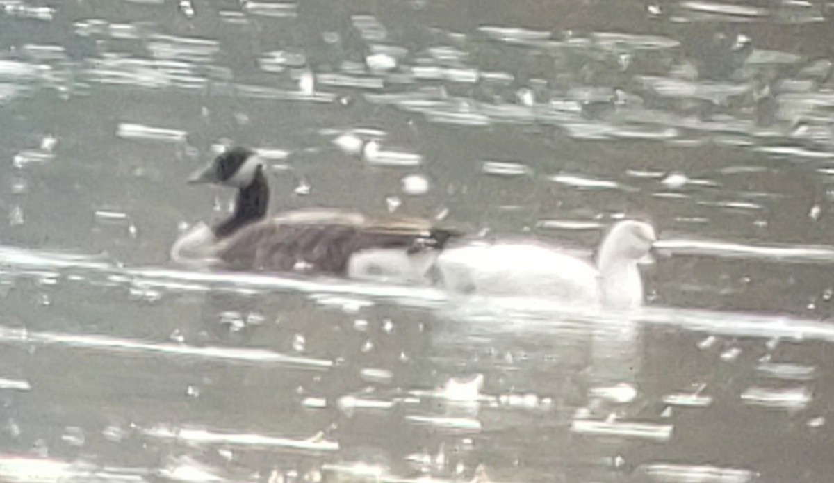 Ross's Goose - ML610448847