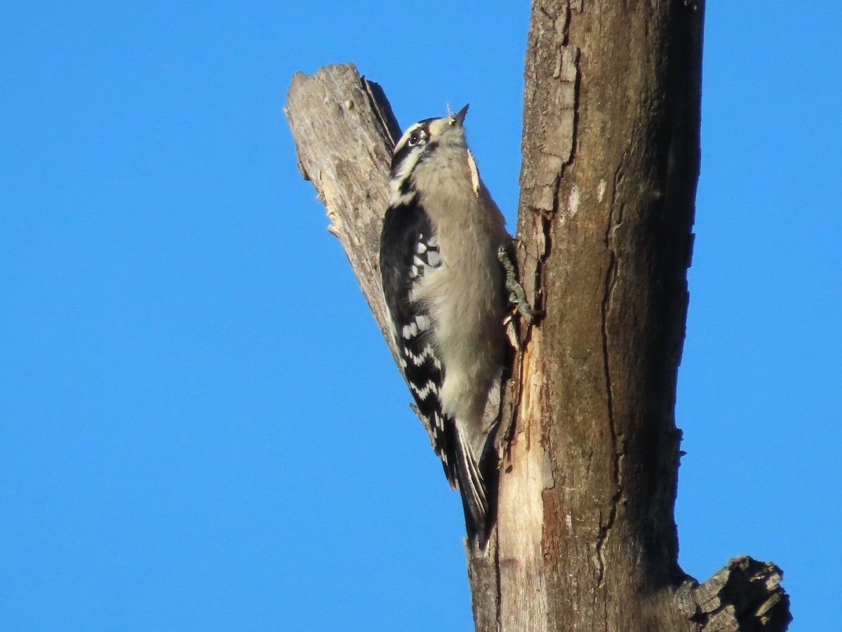 Downy Woodpecker - ML610448868